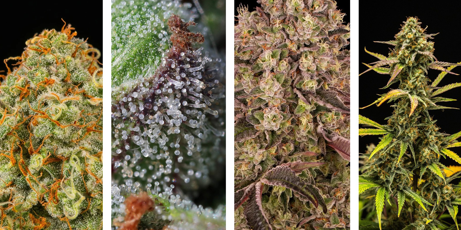 Segnali che indicano che è il momento del raccolto Segnali che indicano che è il momento del raccolto