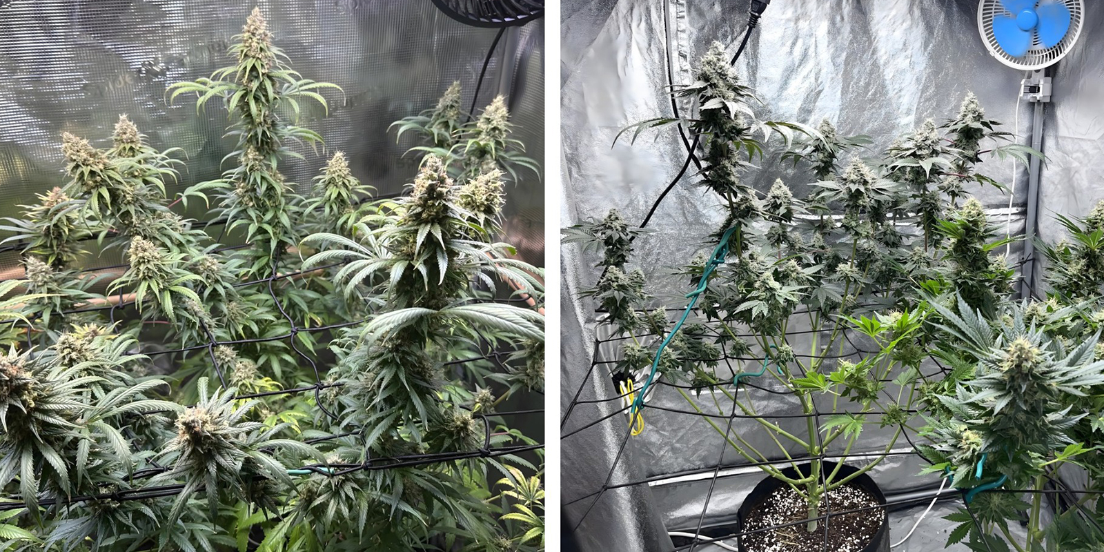 Crescita irregolare Crescita irregolare