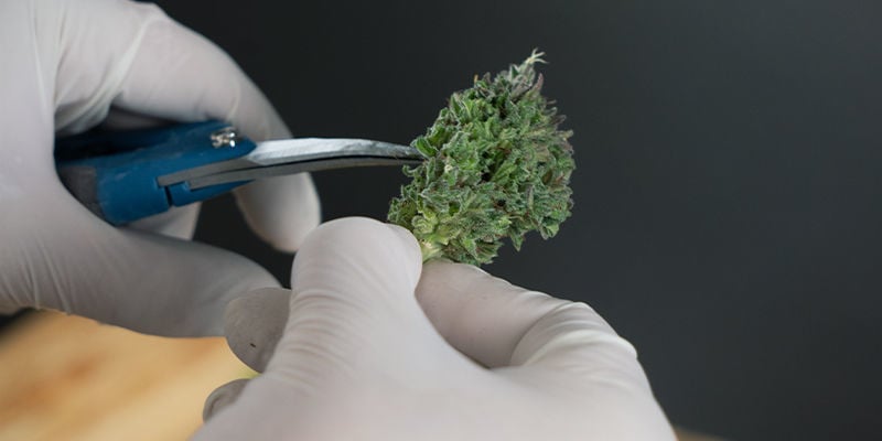 Come trimmare la cannabis