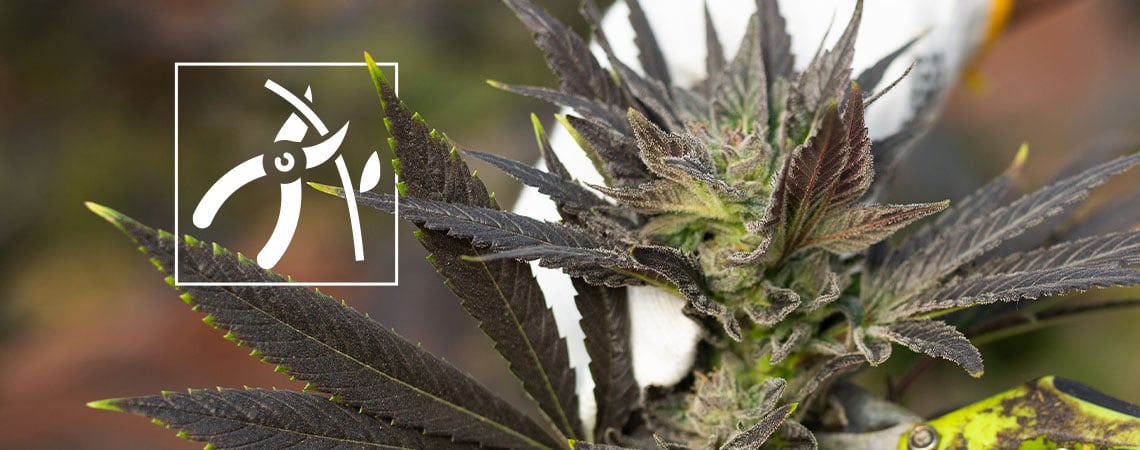 Come raccogliere le piante di cannabis