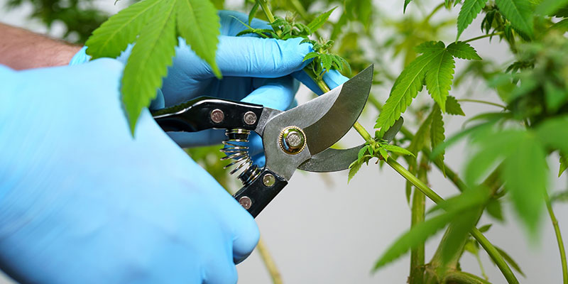 Come prepararsi alla raccolta della cannabis