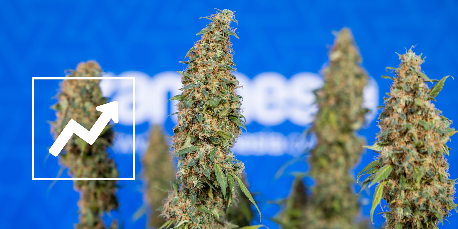 I vantaggi del lollipopping per la cannabis