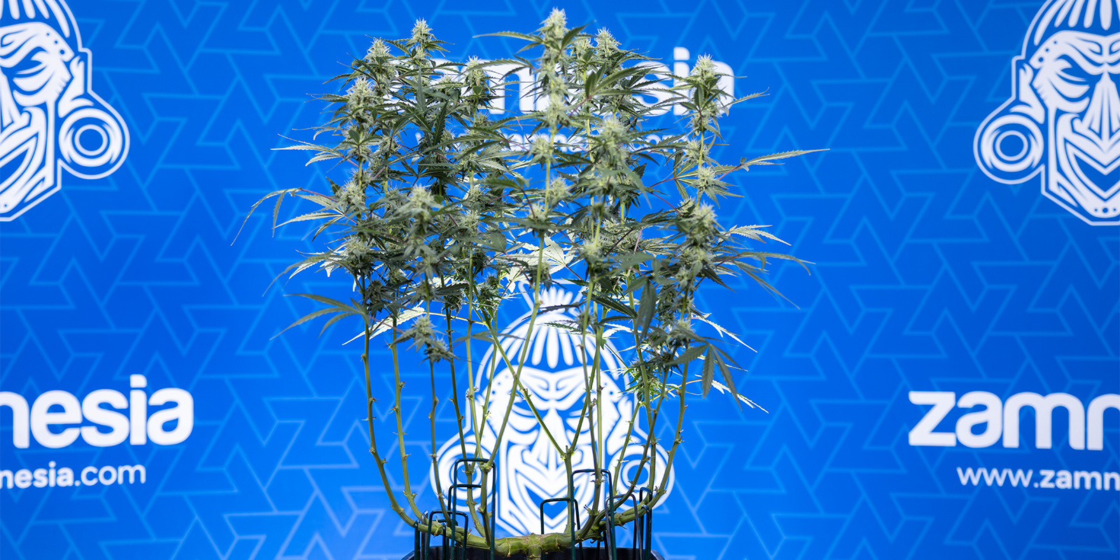 Cos'è il lollipopping nella cannabis?