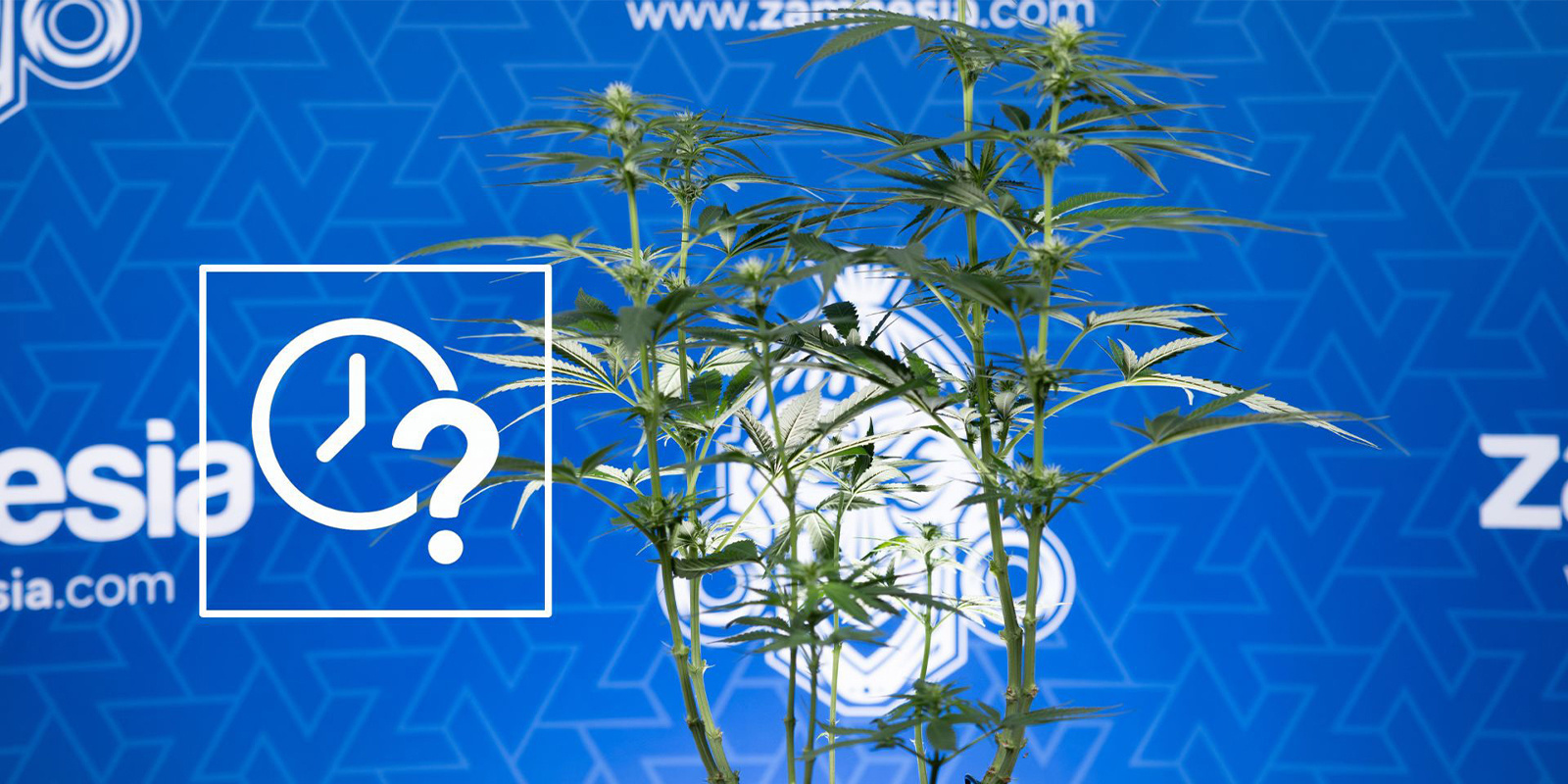 Quando applicare il lollipopping alla cannabis