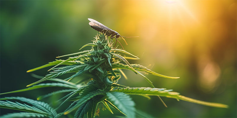 Un approccio naturale al controllo dei parassiti della cannabis
