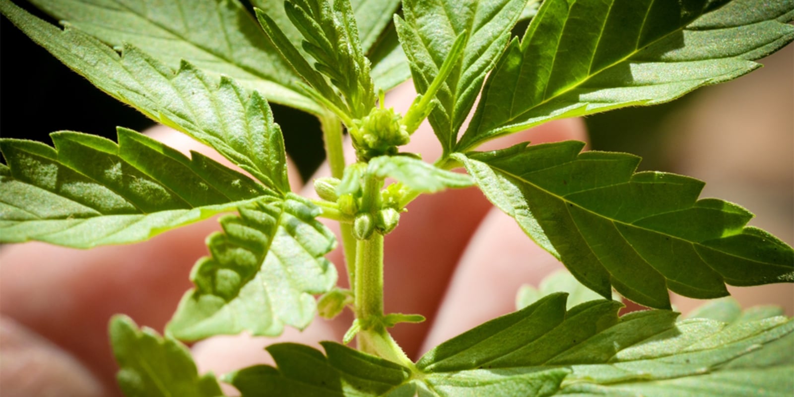 Errori comuni quando si sessano le piante di cannabis Errori comuni quando si sessano le piante di cannabis