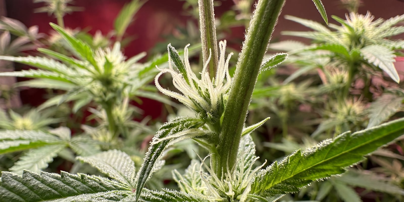 Primi segnali di una pianta di cannabis femmina Primi segnali di una pianta di cannabis femmina