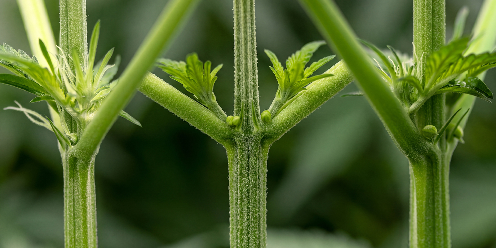 Primi segnali di una pianta di cannabis maschio Primi segnali di una pianta di cannabis maschio