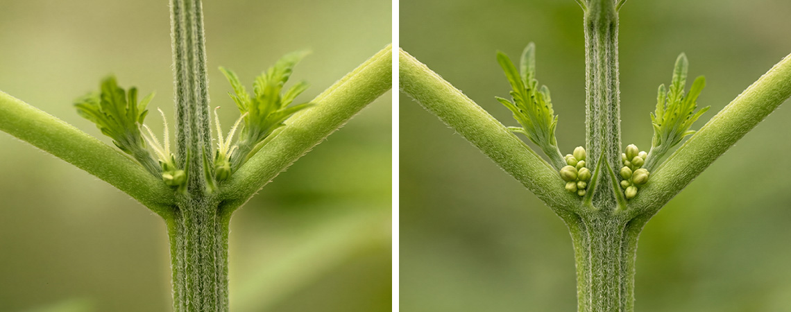 Come identificare le piante di cannabis maschio vs femmina Come identificare le piante di cannabis maschio vs femmina