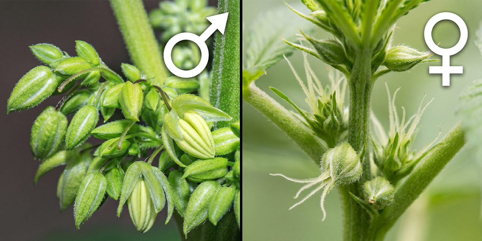 Piante di cannabis maschio vs femmina: differenze chiave a colpo d’occhio Piante di cannabis maschio vs femmina: differenze chiave a colpo d’occhio