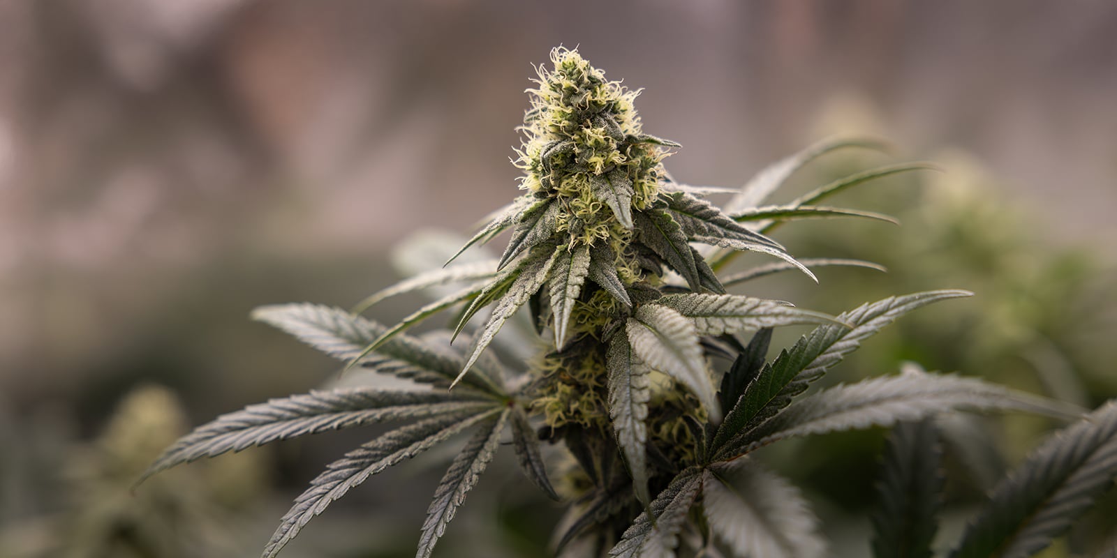 Capire le prefioriture della cannabis Capire le prefioriture della cannabis