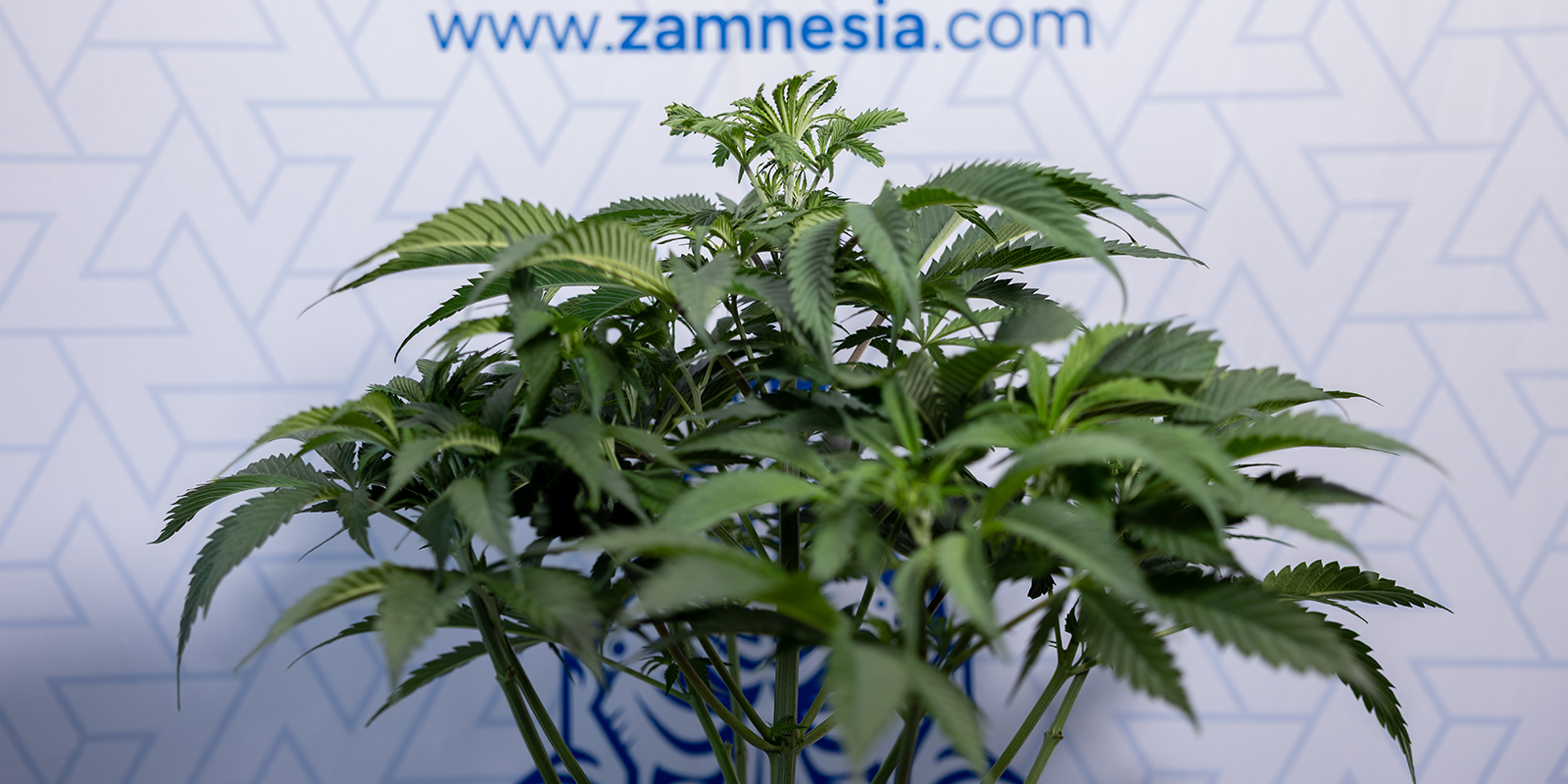 Quando si può capire se una pianta di cannabis è maschio o femmina? Quando si può capire se una pianta di cannabis è maschio o femmina?