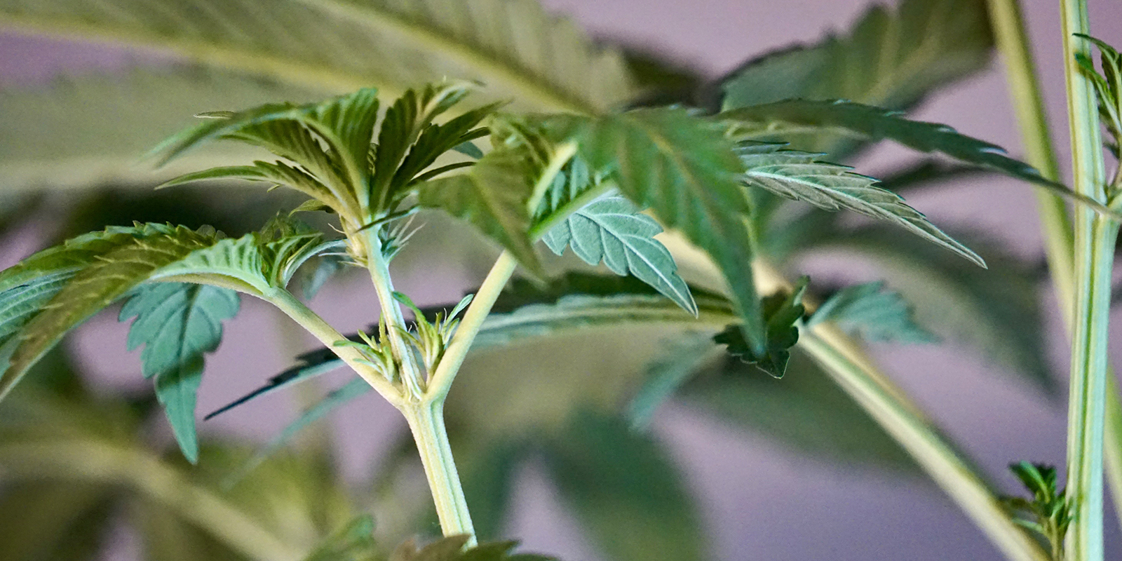 Primi segnali di una pianta di cannabis femmina Primi segnali di una pianta di cannabis femmina