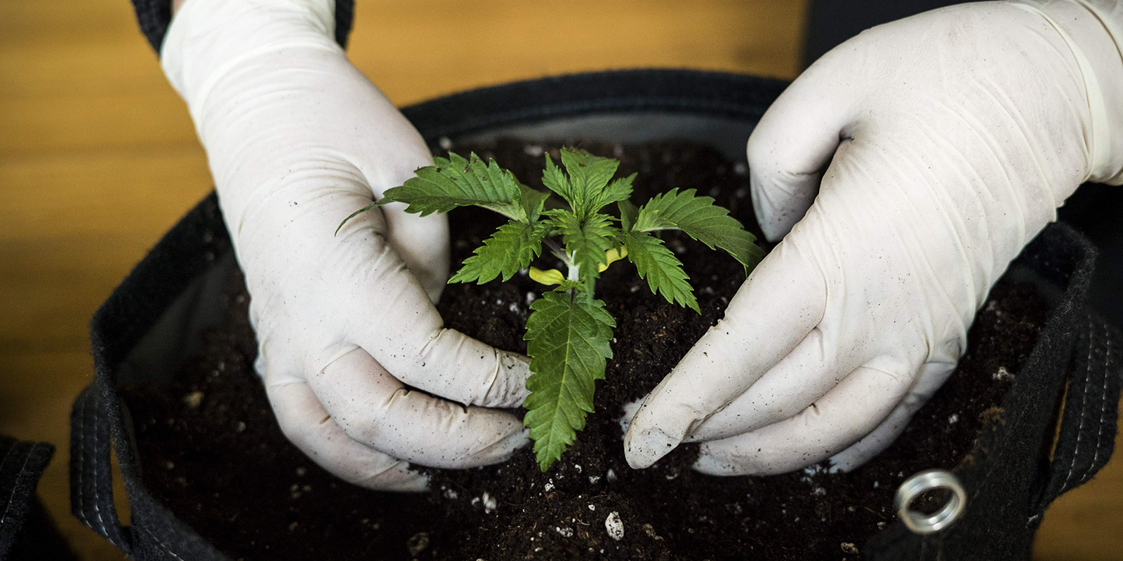 Quanto dura la fase di seedling della cannabis? Quanto dura la fase di seedling della cannabis?