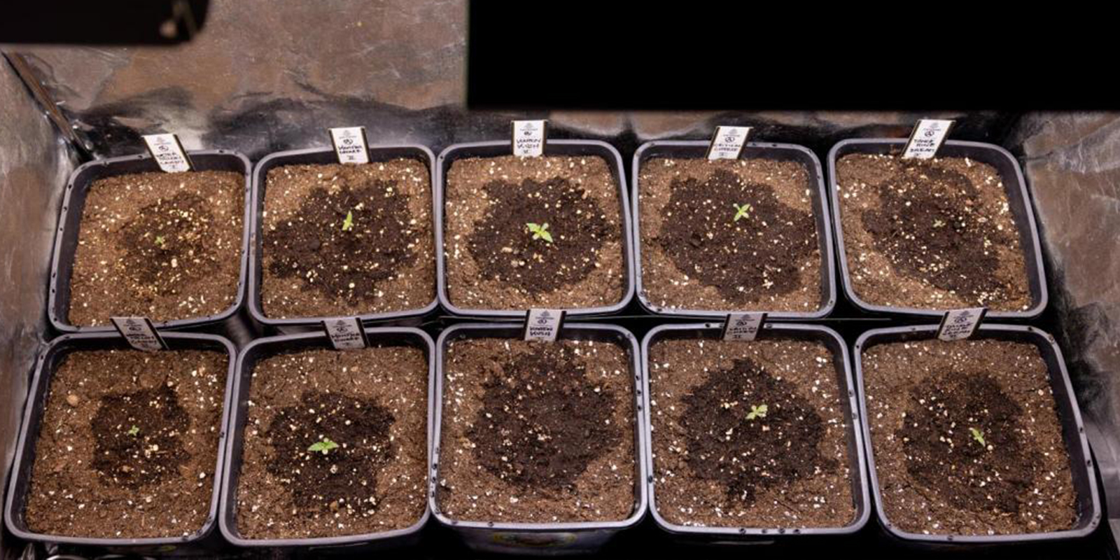 Quanto spesso annaffiare i seedling di cannabis Quanto spesso annaffiare i seedling di cannabis