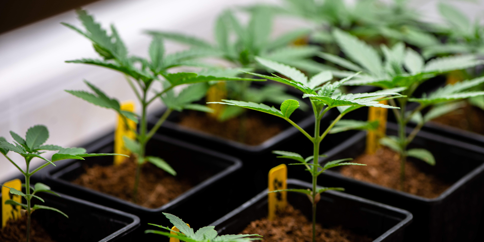 Punti chiave per coltivare seedling di cannabis sani Punti chiave per coltivare seedling di cannabis sani