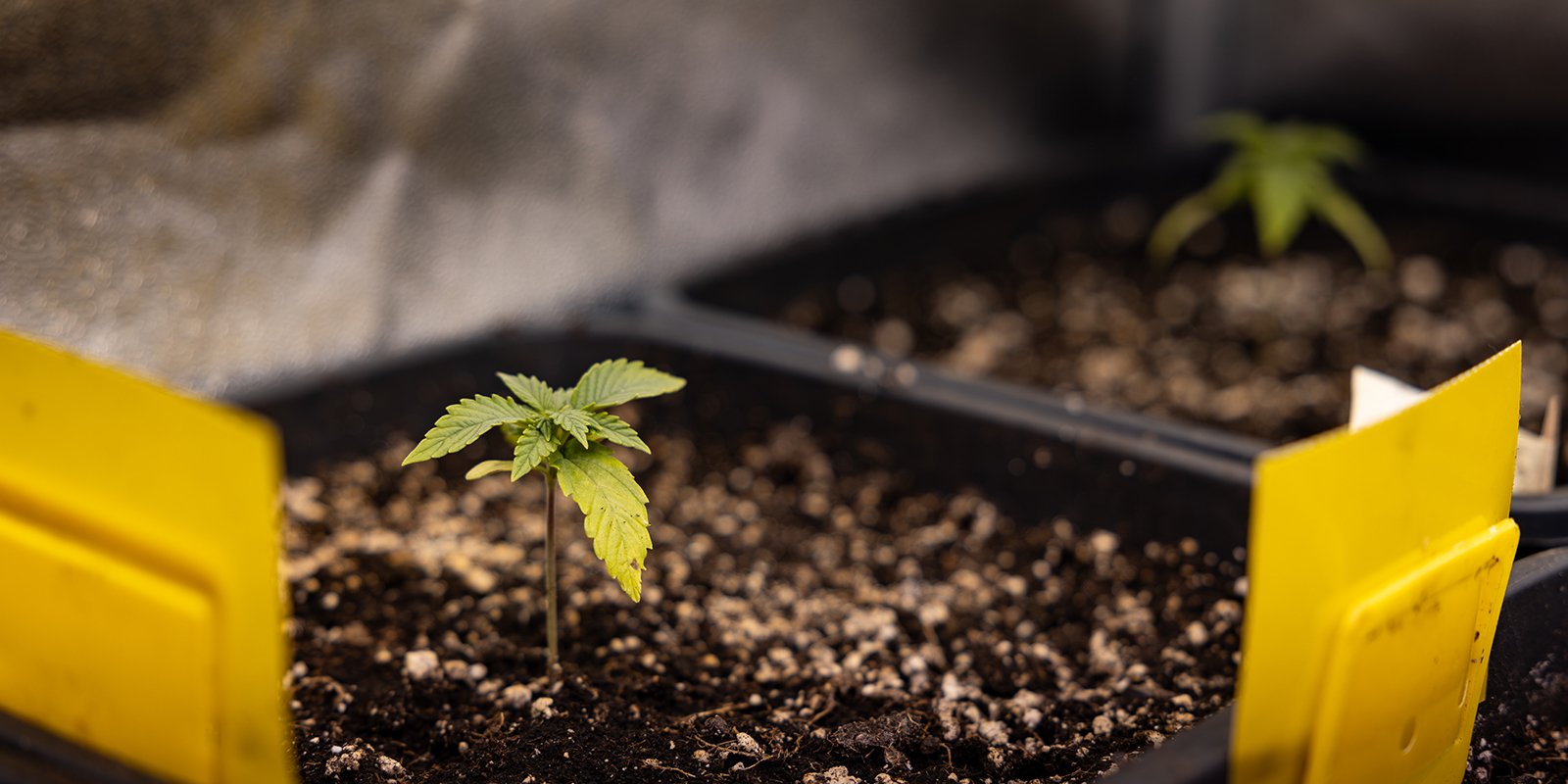 Problemi potenziali durante la fase di seedling Problemi potenziali durante la fase di seedling