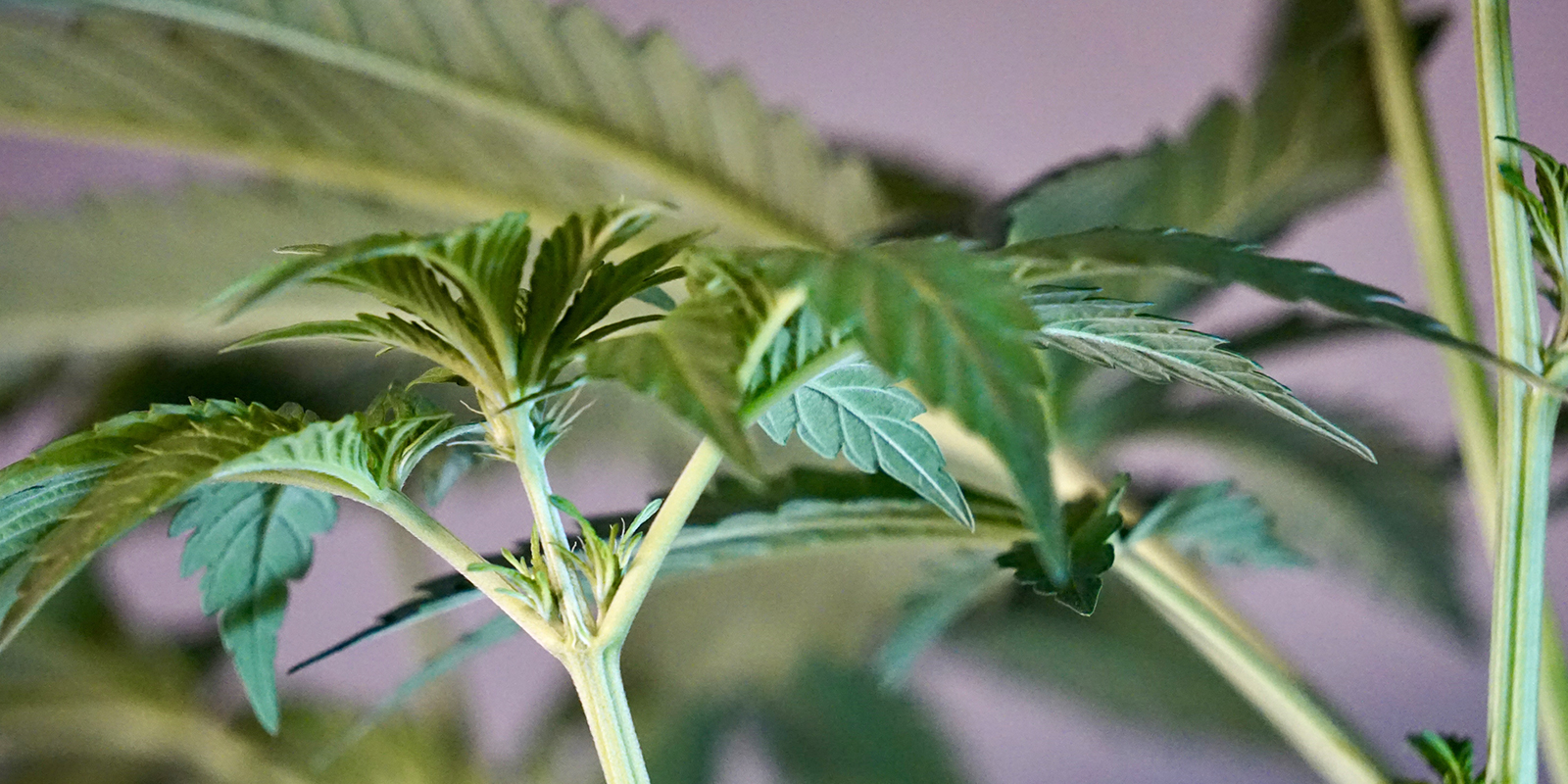 Cosa succede dopo la fase di seedling? Cosa succede dopo la fase di seedling?