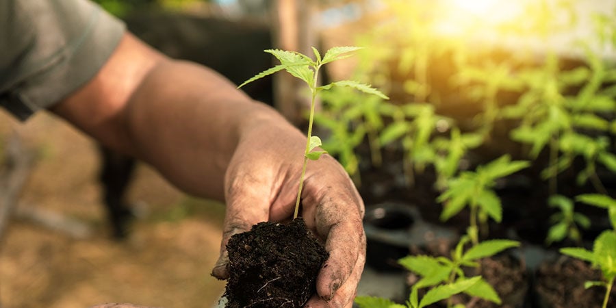 Quando trapiantare le piantine di cannabis