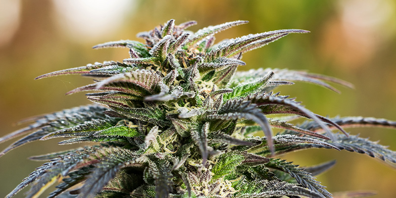 Domina La Fase Di Fioritura Della Cannabis