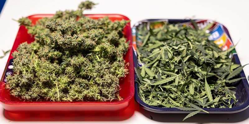 Si possono usare le foglie a ventaglio e i ritagli di cannabis? Si possono usare le foglie a ventaglio e i ritagli di cannabis?