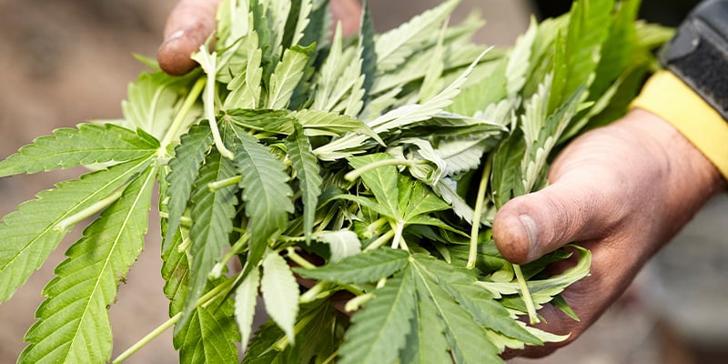 Usi in giardino e compostaggio Usi in giardino e compostaggio