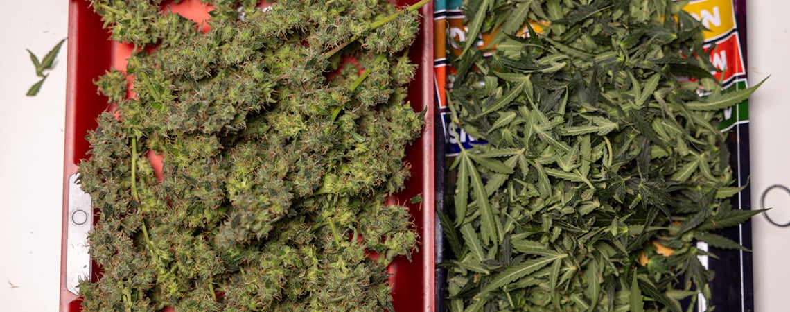 Cosa fare con le foglie e gli scarti di cannabis dopo il raccolto Cosa fare con le foglie e gli scarti di cannabis dopo il raccolto