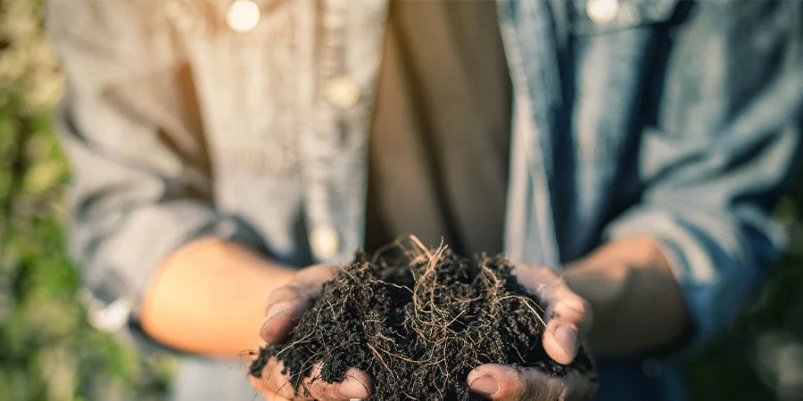 Usa le foglie di cannabis come compost