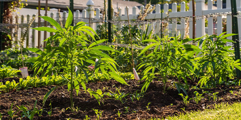 Perché è importante nascondere la tua coltivazione di cannabis outdoor?