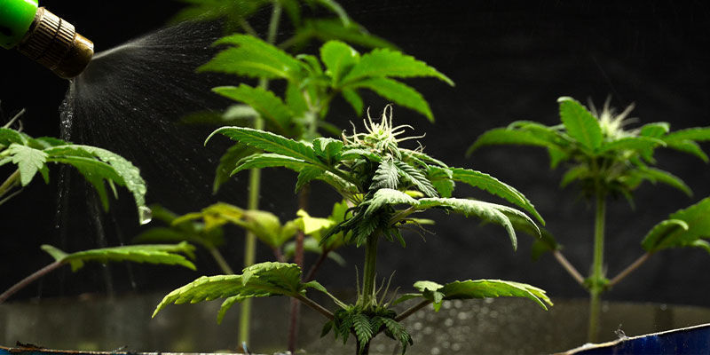 Come Utilizzare L'Olio Di Neem In Una Coltivazione Di Cannabis Indoor
