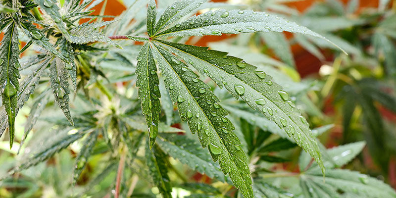 Come Utilizzare L'Olio Di Neem In Una Coltivazione Di Cannabis Outdoor