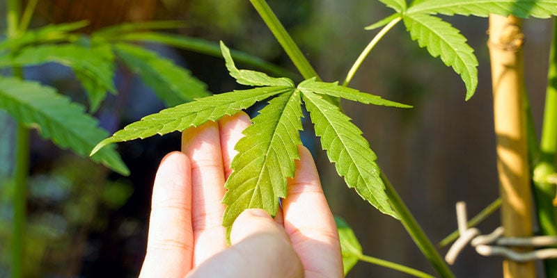 Consigli Su Come Utilizzare L'Olio Di Neem Sulle Piante Di Cannabis