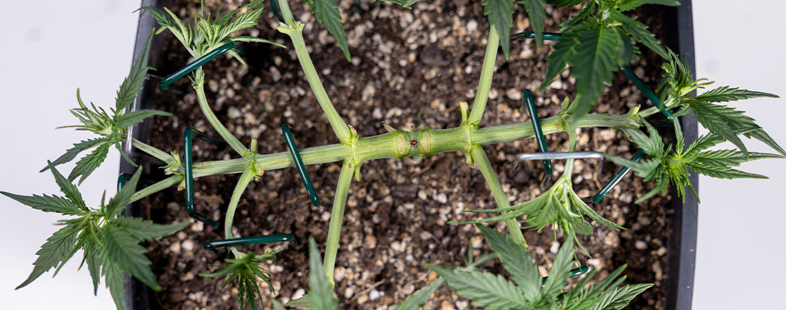 Come fare mainlining alla cannabis: guida completa al manifolding