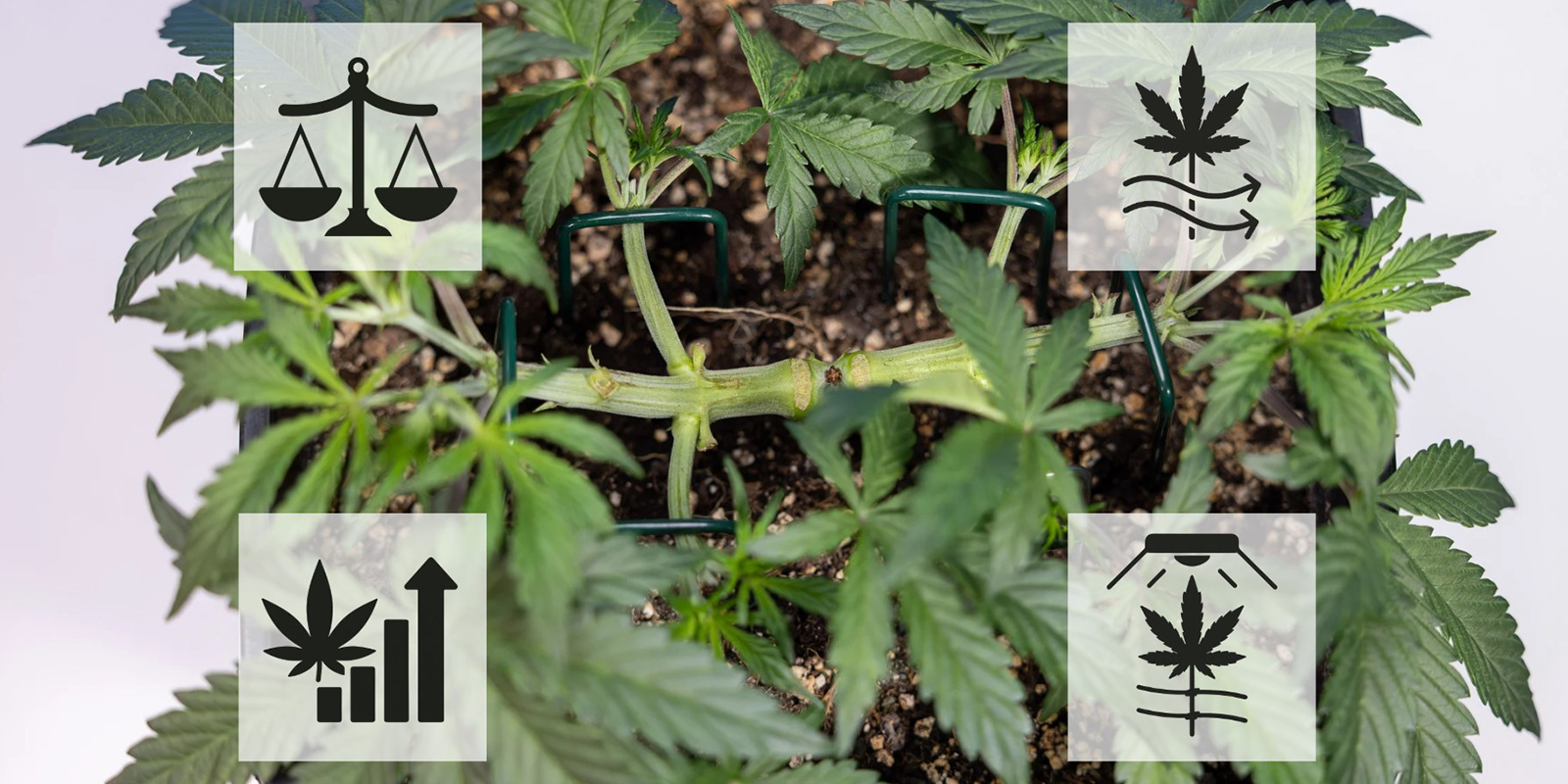 Vantaggi del mainlining della cannabis