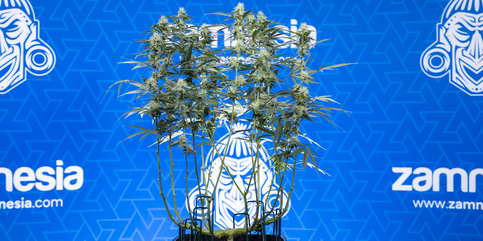 Ottieni cime più grandi con il mainlining