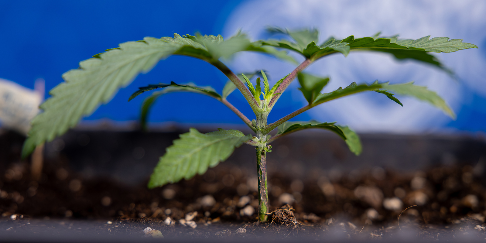 Passaggio 1: Fai crescere la pianta fino a 5–6 nodi