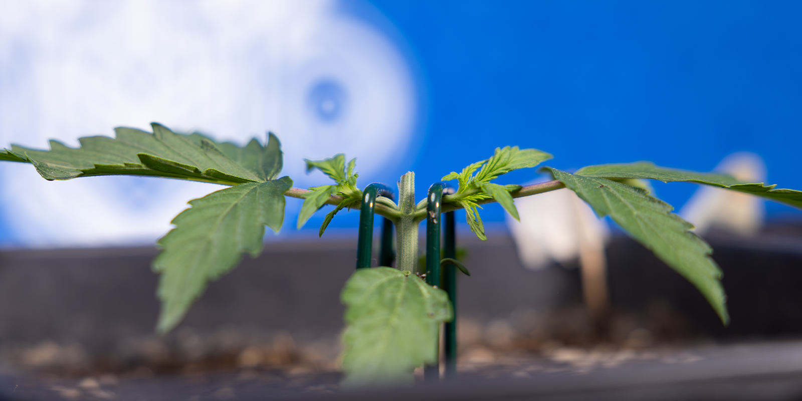 Passaggio 2: Cima fino al 3º nodo (creazione del manifold)