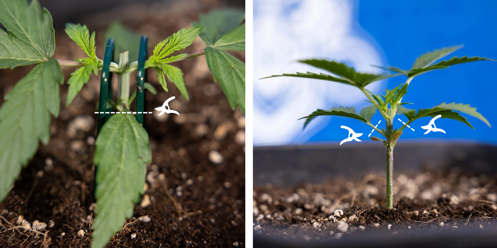 Passaggio 3: Rimuovi la crescita inferiore