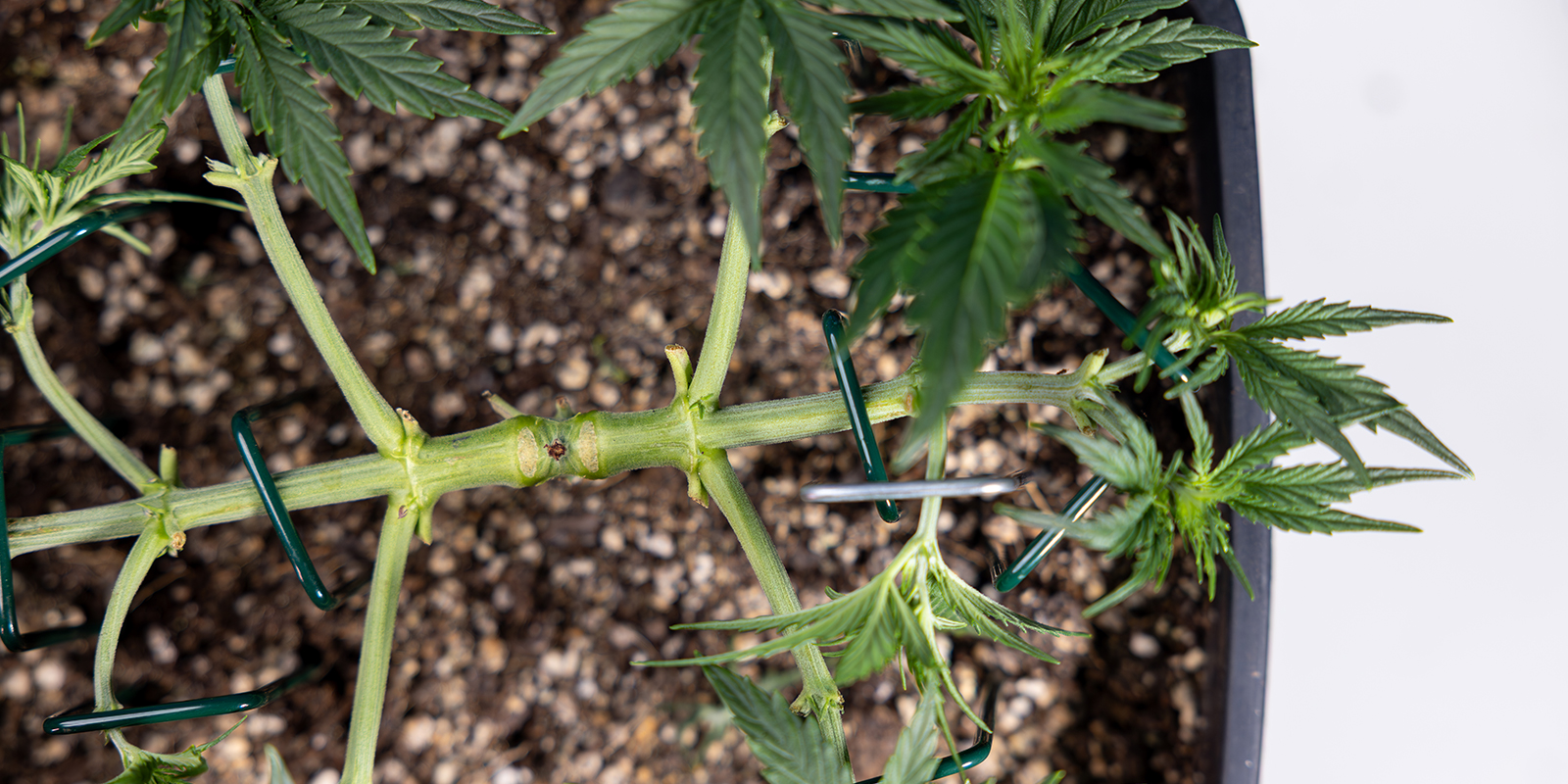 Cos'è il mainlining (o manifolding)?