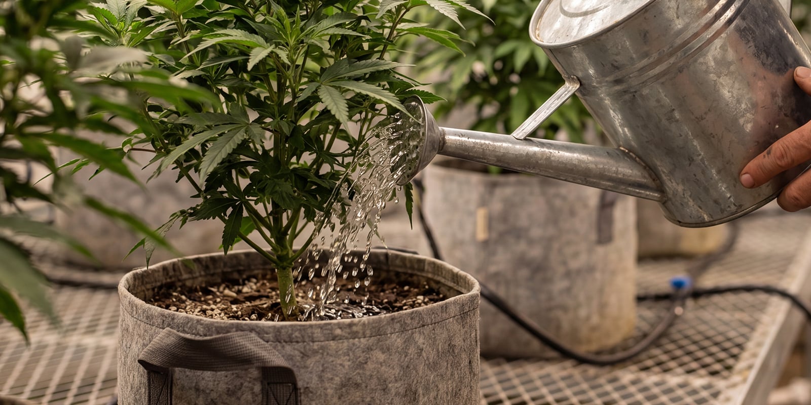 Errori comuni nel lavaggio radicale della cannabis Errori comuni nel lavaggio radicale della cannabis