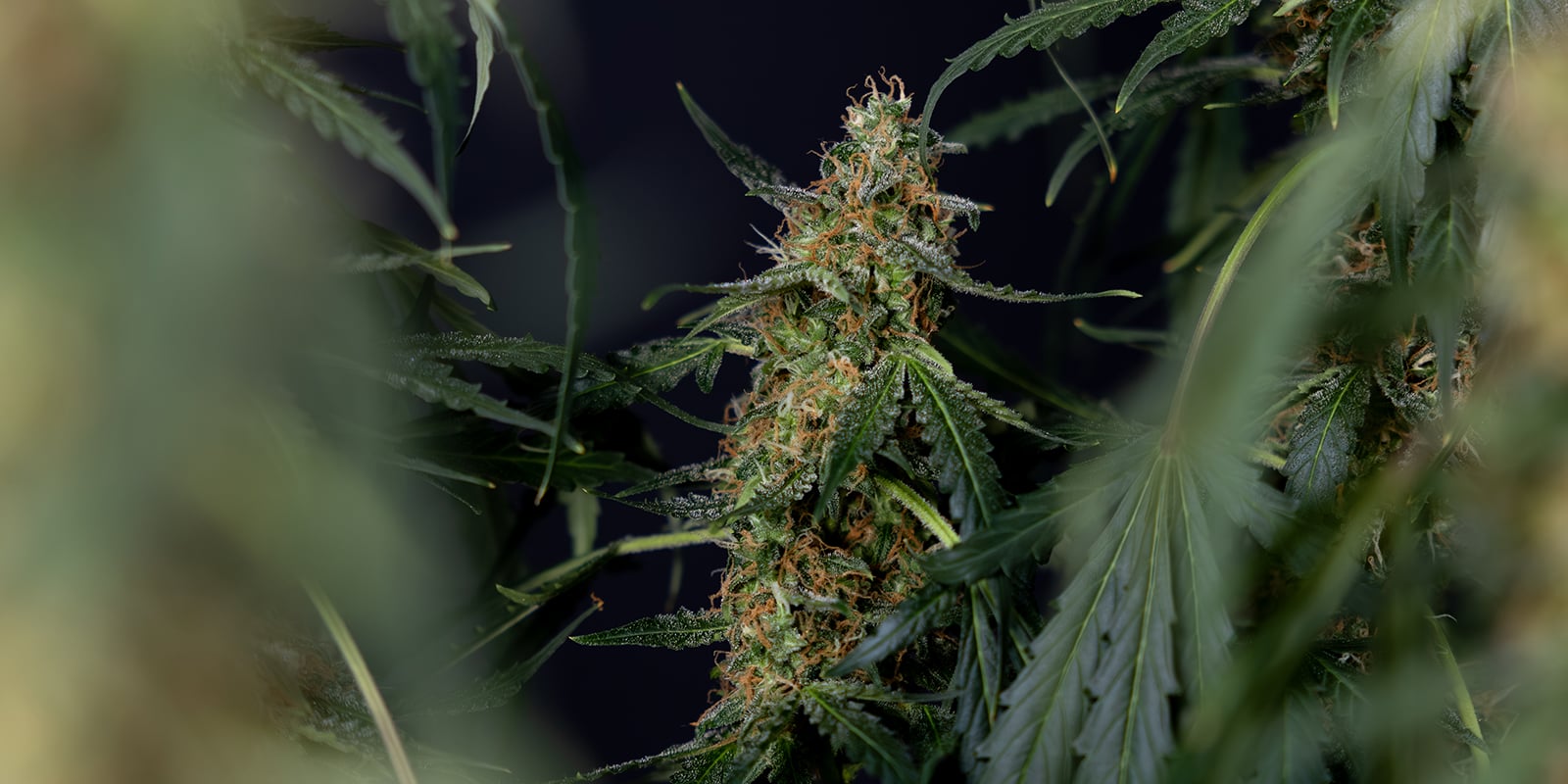 Verdetto finale: il lavaggio radicale della cannabis è necessario? Verdetto finale: il lavaggio radicale della cannabis è necessario?