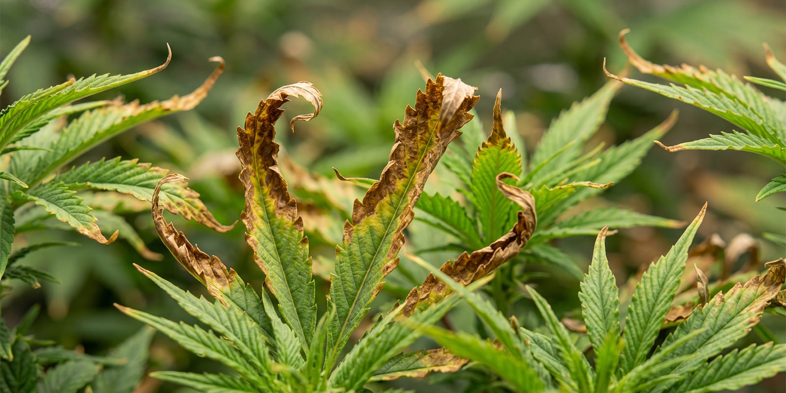 Lavaggio radicale della cannabis in caso di fertilizzazione eccessiva Lavaggio radicale della cannabis in caso di fertilizzazione eccessiva