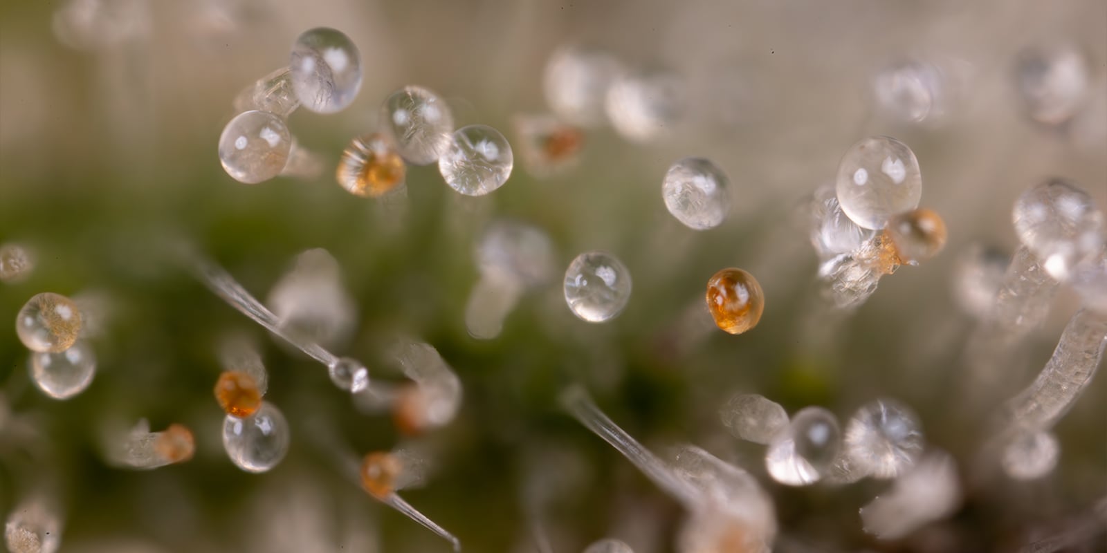 Quando fare il lavaggio radicale alle piante di cannabis Quando fare il lavaggio radicale alle piante di cannabis