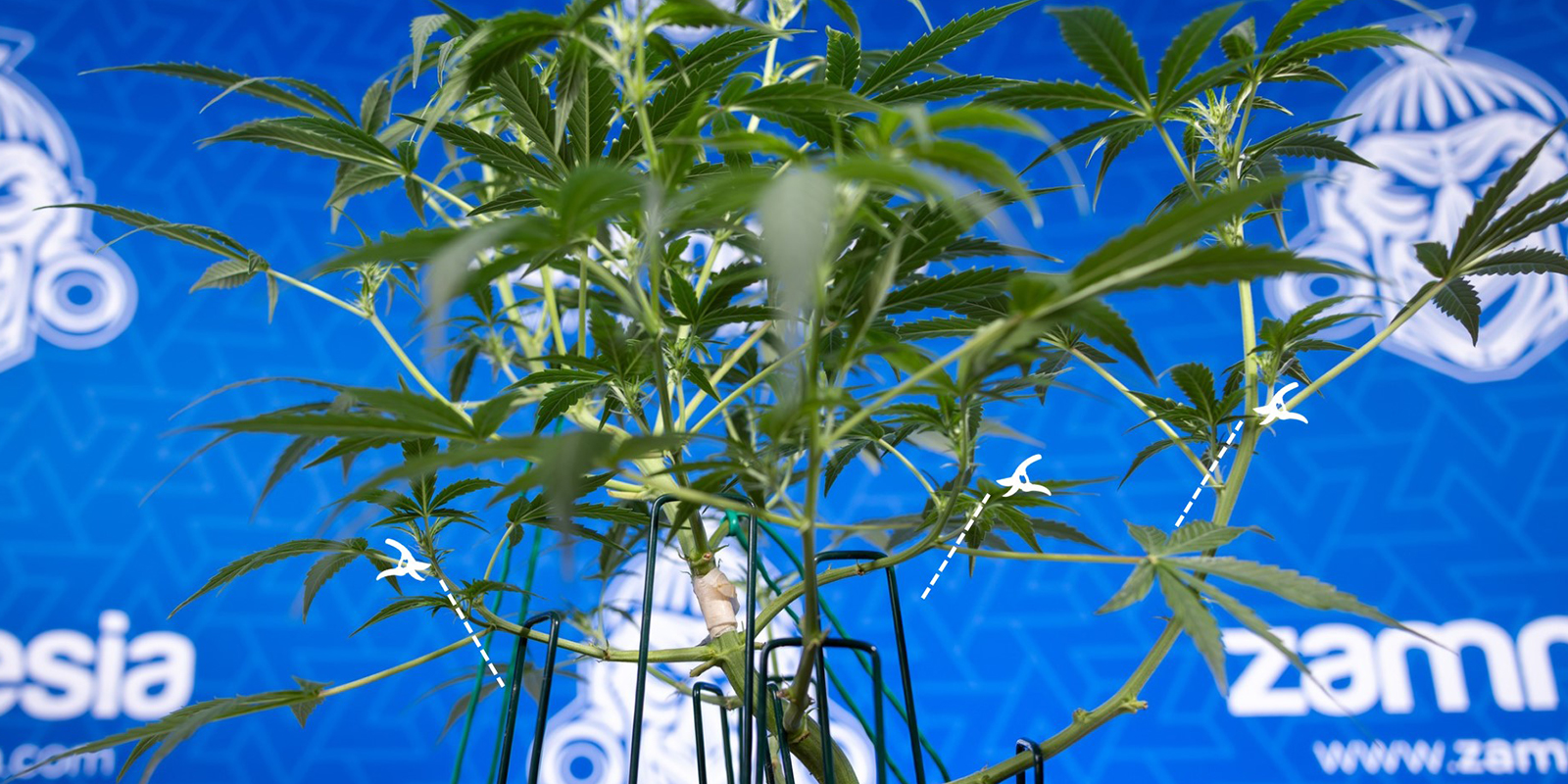 3. Taglia, non strappare 3. Taglia, non strappare