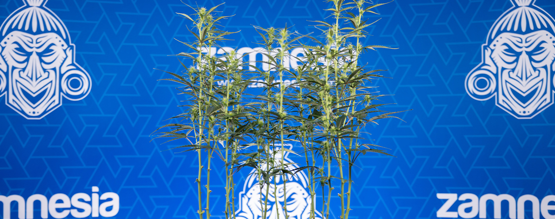 Defogliazione della cannabis: tutto quello che devi sapere Defogliazione della cannabis: tutto quello che devi sapere