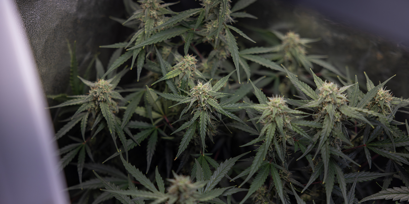 Migliori pratiche e tempistiche Migliori pratiche e tempistiche