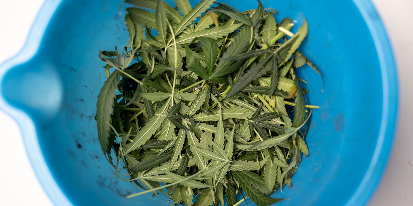 Errori comuni nella defogliazione da evitare Errori comuni nella defogliazione da evitare