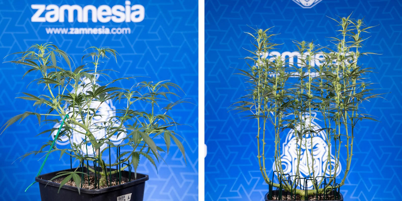 Quando defogliare? Quando defogliare?