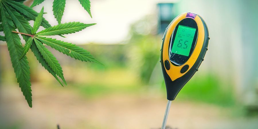 Coltivare Cannabis In Lana Di Roccia: FASE VEGETATIVA