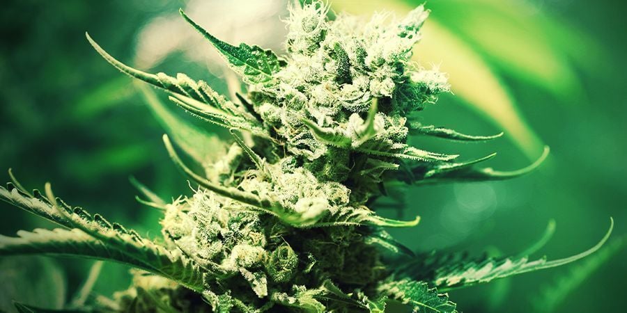 Coltivare Cannabis In Lana Di Roccia: FIORITURA